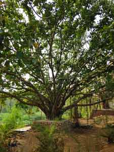 Photo of a banyan tree